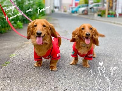 ダックス大集合イベントのご案内 -第3回2019年秋・ダックス大オフ会-
