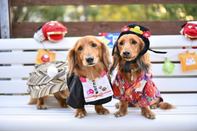 年賀状に使いたいけど使えない愛犬の袴・晴れ着姿