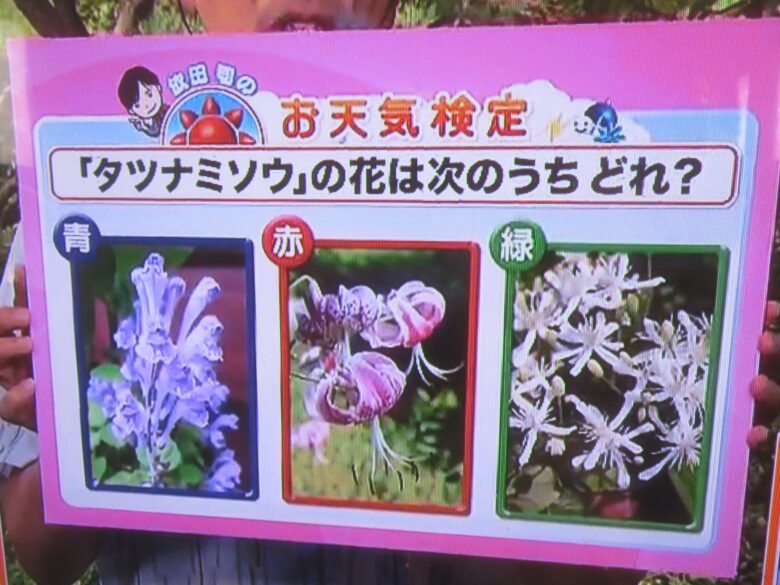 タツナミソウ の花は 次のうちどれ お天気検定 見聞録 Kenbunroku