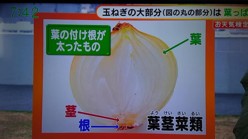 お天気検定,依田司,玉ねぎの大部分(図の丸の部分)は葉っぱ,葉茎菜類